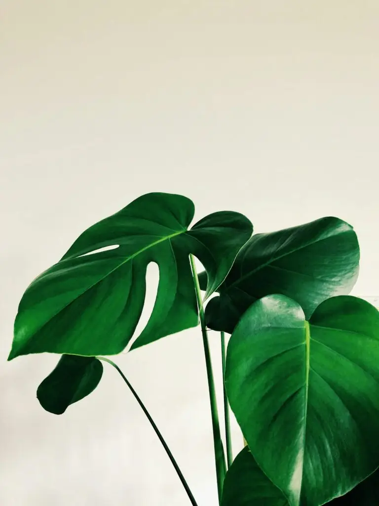 How to move your outdoor plants safely to a new location? 1